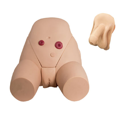 男、女導(dǎo)尿模型